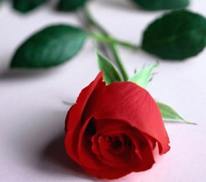 https://justsayandthen.com/wp-content/uploads/2012/02/rose-300x265.jpg